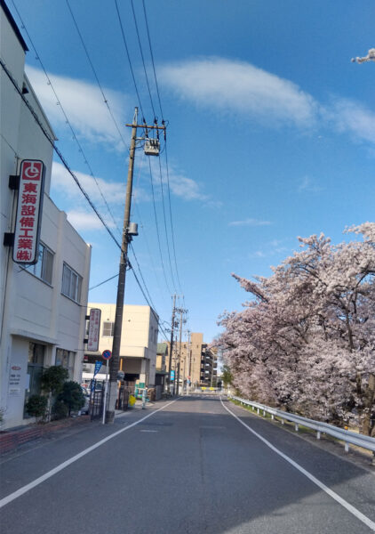 東海設備工業 本社前の桜並木